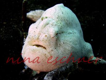120 white-frogfish