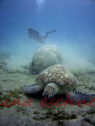 83 suppenschildkröte-dugong-taucher